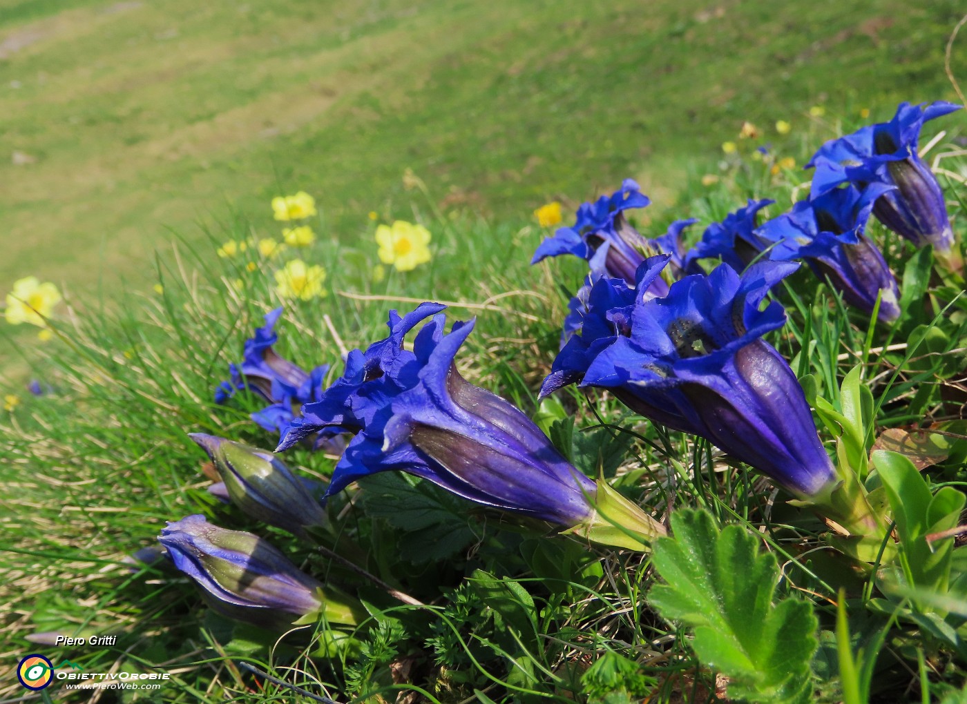 19 Gentiana acaulis (Genziana di Koch).JPG